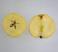 Venus æble